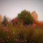 Butterfly Factory