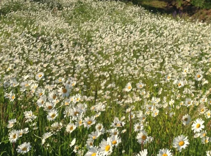 Chalet Butterfly Factory *